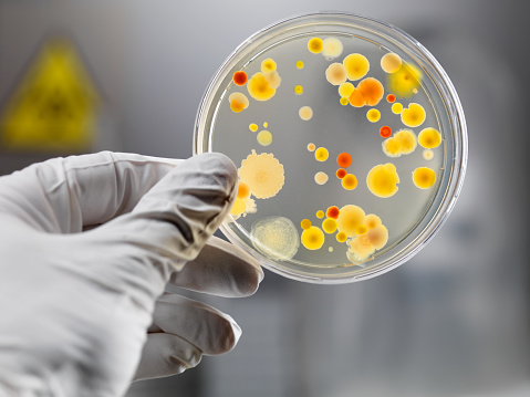 Colony of Staphylococcus aureus bacteria, multidrug resistant bacteria. 3D illustration