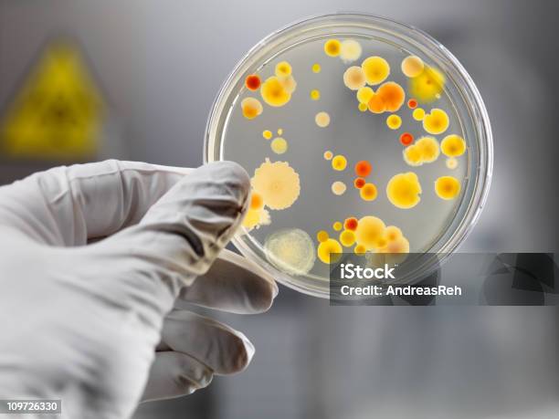 Rękawice Trzymać Szalka Petriego Z Kultury Bakterii - zdjęcia stockowe i więcej obrazów Szalka petriego