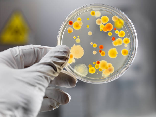 gloved hand holding petri dish with bacteria culture - 瓊脂凝膠 個照片及圖片檔