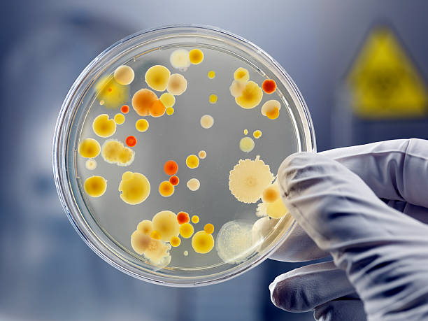 mano guantata con piastra petri con batteri cultura - microbiologia foto e immagini stock