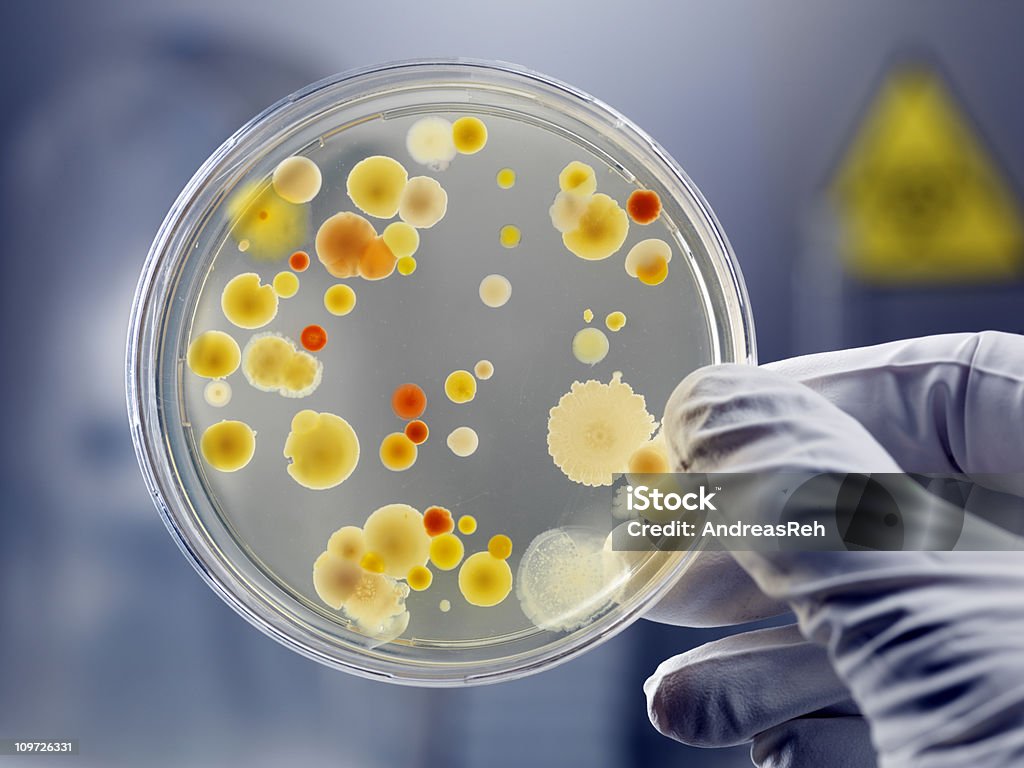 Gloved Hand Holding Petri Dish with Bacteria Culture Clean culture of aerobic bacteria on agar plate, biohazard sign in background. Selective focus on petri dish, slightly blue toned, AdobeRGB color profile. Content of my lightbox medical &amp; sciences: Bacterium Stock Photo