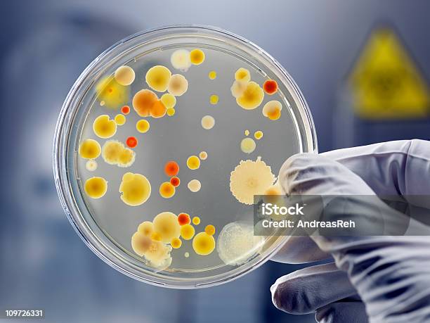 Gloved Hand Holding Petri Dish With Bacteria Culture Stock Photo - Download Image Now