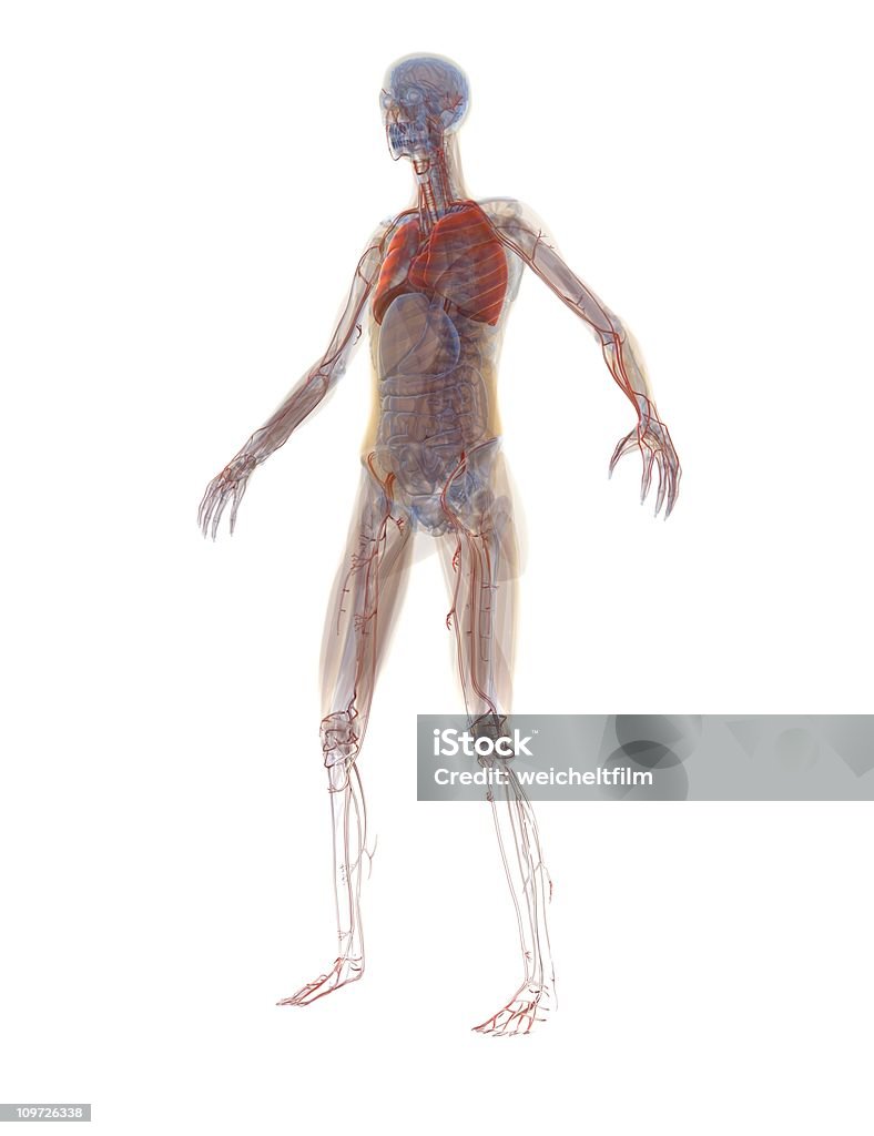 Anatomy - Human Woman Computer Graphic Adult Stock Photo