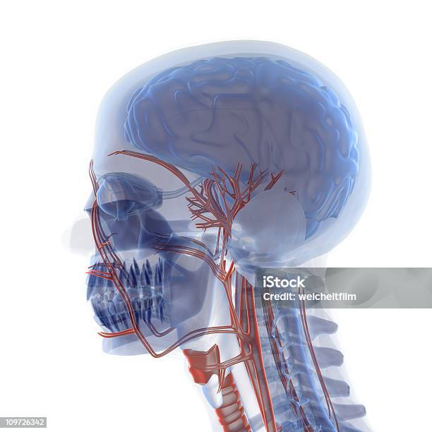 Anatomia Della Testa - Fotografie stock e altre immagini di Anatomia umana - Anatomia umana, Cervello umano, Cranio umano