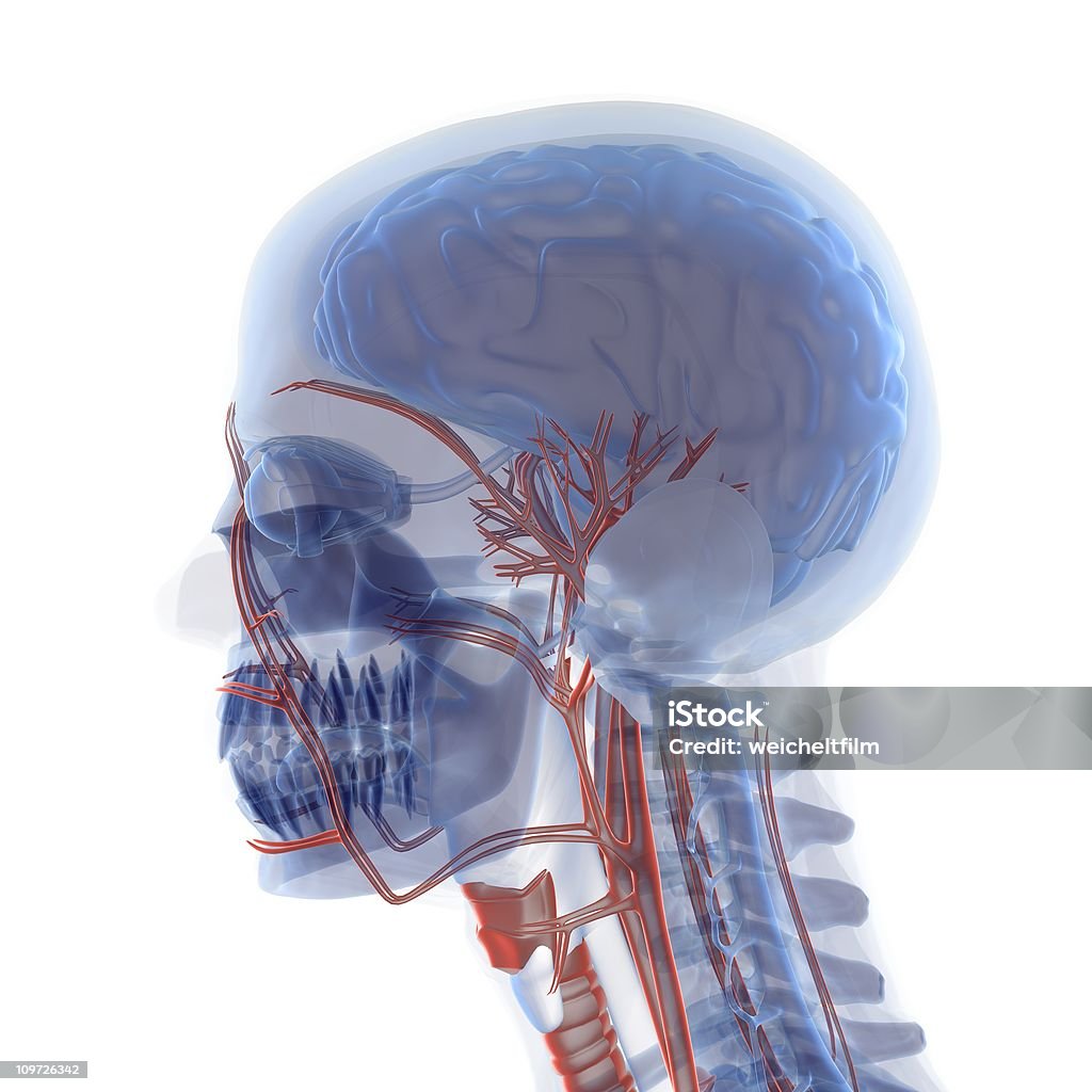 Anatomia cabeça - Foto de stock de Anatomia royalty-free