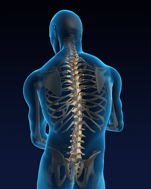 dorso umano - human vertebra foto e immagini stock