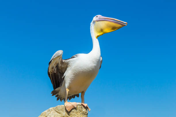 istock Great white pelican on the field against the blue sky. 1097264290