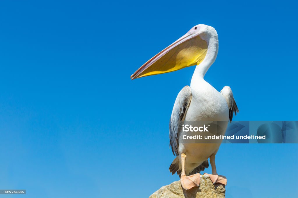 Great white pelican on the field against the blue sky. Pelican Stock Photo