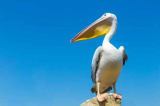 Photo of Great white pelican on the field against the blue sky.