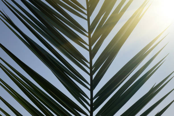 istock Texture of Green palm Leaf 1097265180