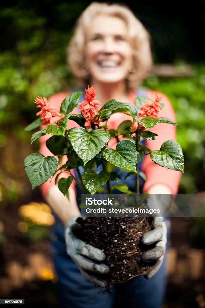 Flores e sujidade - Royalty-free Jardinagem Foto de stock