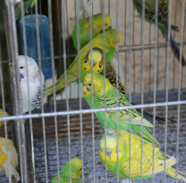 istock green and yellow parrots in a cage 1097266650