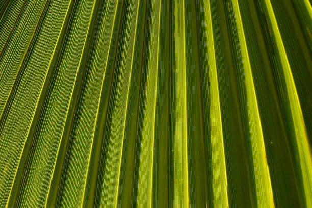 istock Texture of Green palm Leaf 1097266984