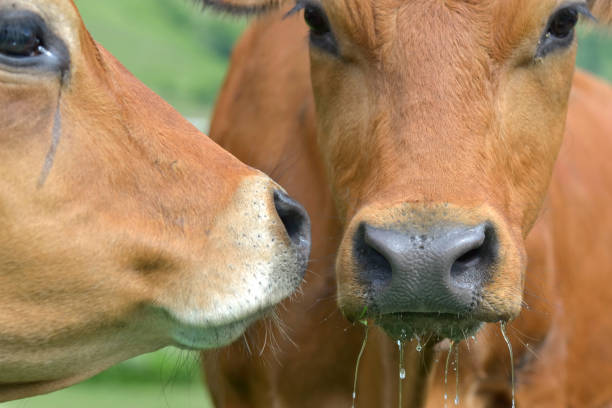 istock portrait of   two brown  cows 1097267276
