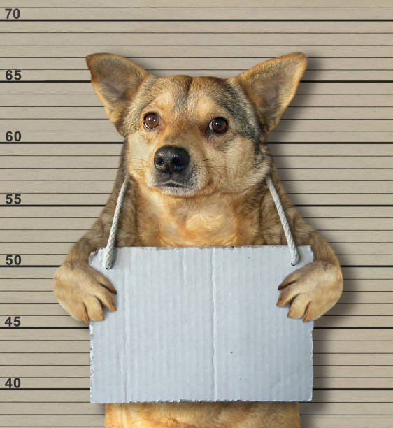 istock Dog with a blank sign in a jail 1097267380