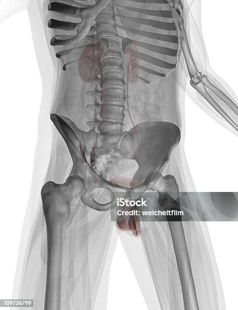 Foto de Anatomia De Homens Em 3d e mais fotos de stock de Anatomia - Anatomia, Biologia, Ciência