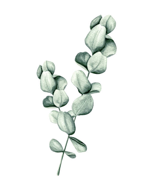 лист эвкалипта акварели - eucalyptus tree plants isolated objects nature stock illustrations