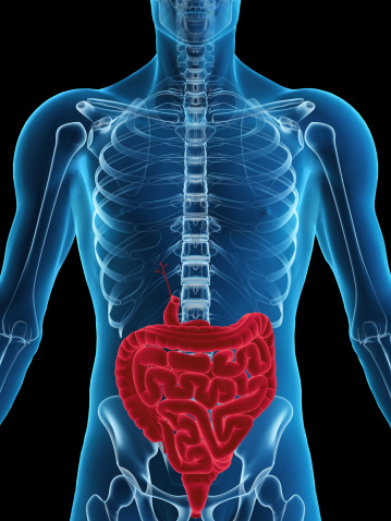 Human liver digestive system anatomy on blue color background. 3d illustration