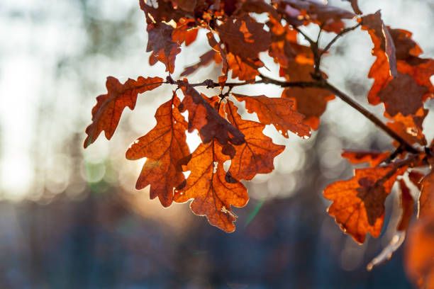 istock dry oak leaves in winter 1097268802