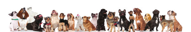 istock curious group of mixed dogs with bowties and collars 1097271000