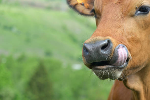 istock funny young brown cow with tongue 1097271056