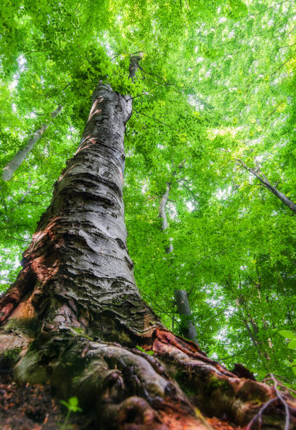 istock Long tree in spring season with big roots and large baby green fresh leaves. 1097271284