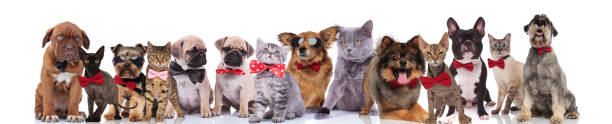 istock team of elegant cats and dogs standing, sitting and lying 1097271344