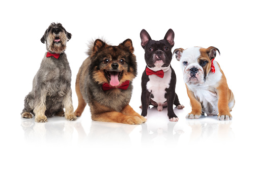 four cute dogs of different breeds with red bowties sitting and lying on white background