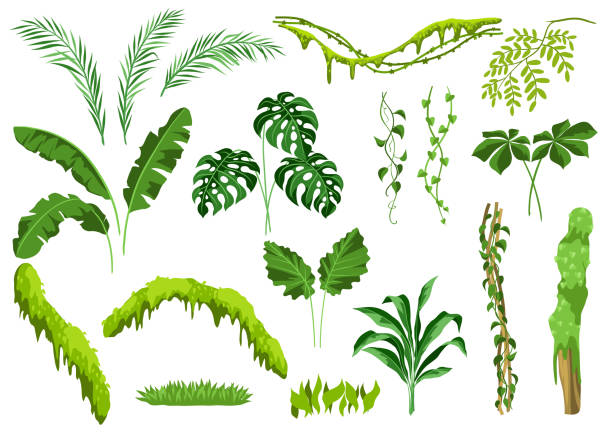 illustrazioni stock, clip art, cartoni animati e icone di tendenza di set di piante della giungla. - liana