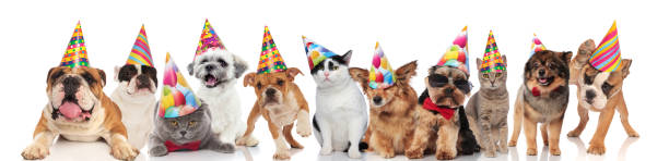 istock team of happy party pets on white background 1097271998