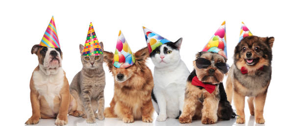 istock six cute dogs and cats wearing birthday hats 1097272072