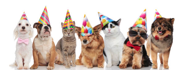 istock lovely birthday pets wearing colorful caps 1097272100