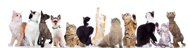 istock adorable large team of curious cats looking up 1097272170