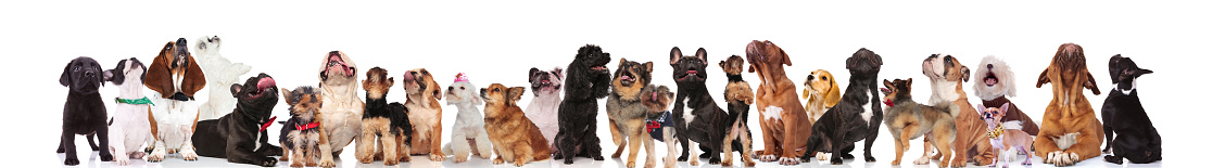 many different breeds of dogs with bowties and collars look up while standing, sitting and lying on white background