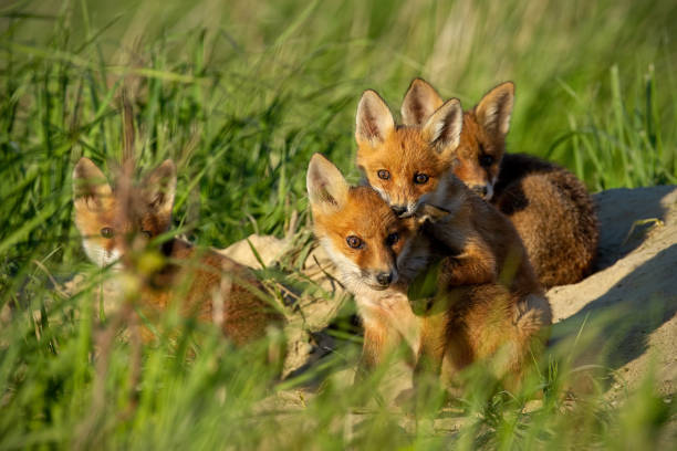 istock Red fox, vulpes vulpes, small young cubs near den curiously weatching around. 1097272604