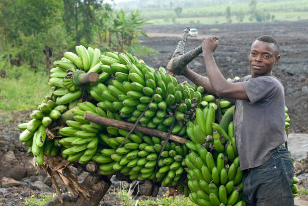 young man with a heavy load of bananas, eastern Congo  democratic republic of the congo stock pictures, royalty-free photos & images