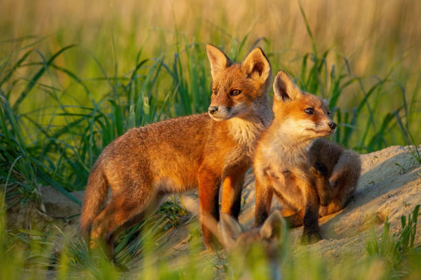 istock Red fox, vulpes vulpes, small young cubs near den curiously weatching around. 1097272662