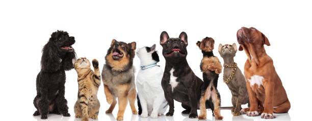 istock adorable team of mixed pets are curious and look up 1097272712