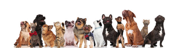 istock adorable group of curious cats and dogs look up 1097272796