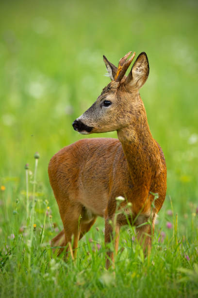 istock Cute roe deer, capreolus capreolus, buck in summer. 1097272856