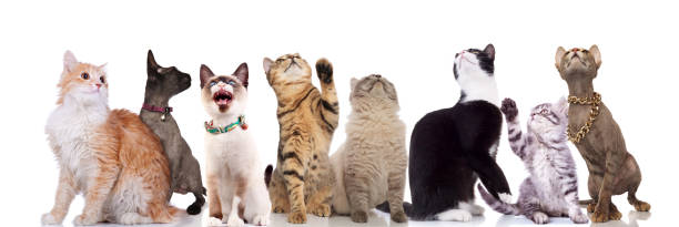 istock adorable cats looking up and to side on white background 1097274214
