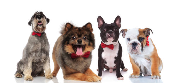 istock four cute dogs of different breeds with red bowties 1097274426