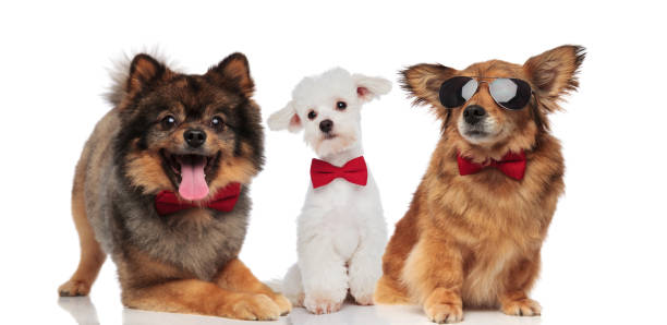 istock elegant group of three cute dogs with red bowties 1097274442