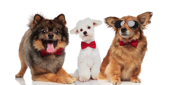 elegant group of three cute dogs with red bowties sitting and lying on white background