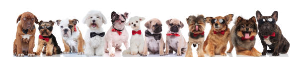 istock team of many happy gentlemen dogs with bowties 1097274468