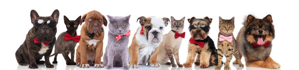 istock cute team of nine elegant pets wearing bowties 1097274512