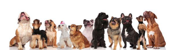 istock team of many curious dogs panting and looking up 1097274690
