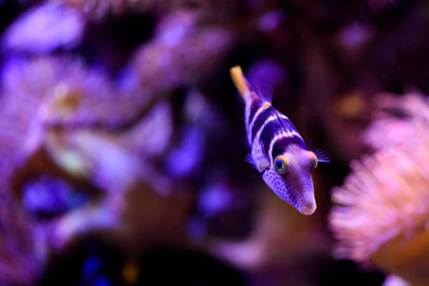 istock Colorful coral reef with fish and stone 1097275220