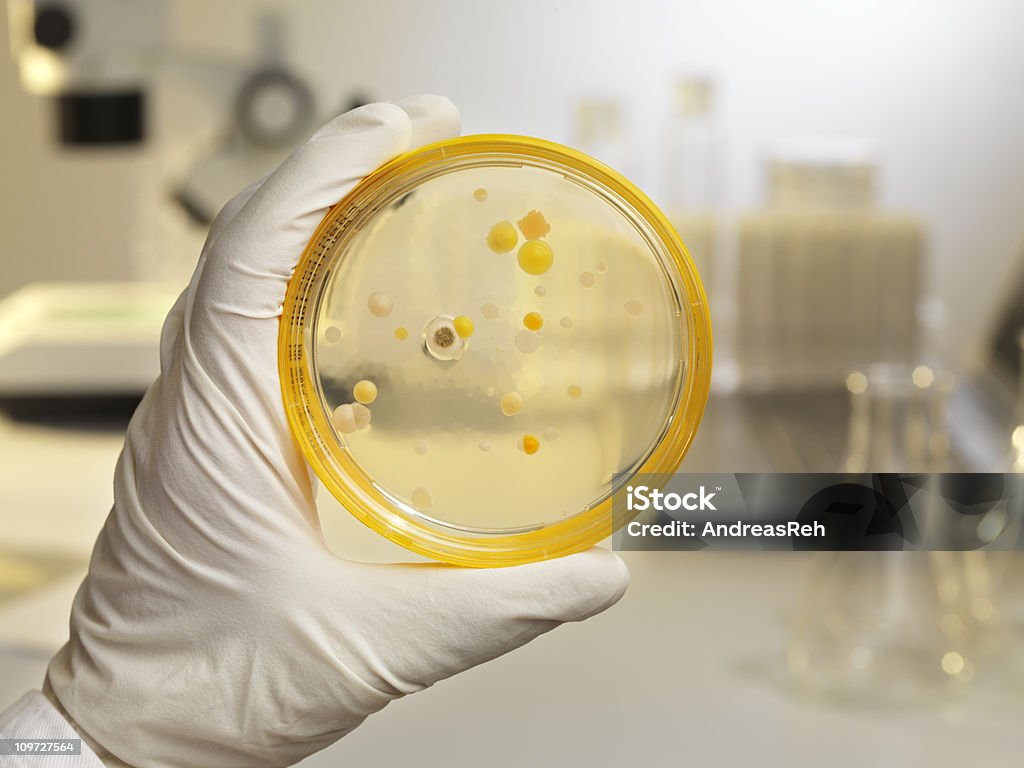 Cultivo de bacterias en una placa de agar, escena de laboratorio - Foto de stock de Bacteria libre de derechos