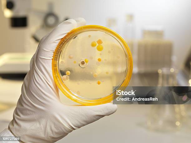 Cultivo De Bacterias En Una Placa De Agar Escena De Laboratorio Foto de stock y más banco de imágenes de Bacteria